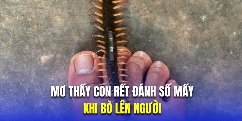 Ý nghĩa mơ thấy con rết đánh số mấy khi bò lên người